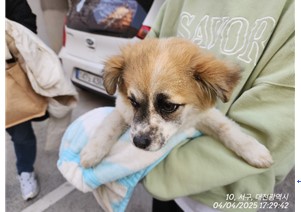 대전동물보호센터_430366202500171